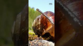 Snails Survival Strategy Sleeping for Three Years [upl. by Fugate]