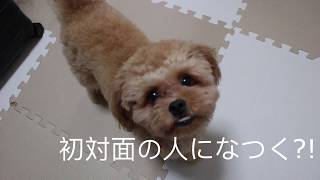 初対面でもなつく犬He is not shy puppy [upl. by Mcgean]