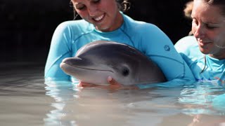 How Caring For a Baby Dolphins  Dolphin Quest Bermuda [upl. by Jemma633]