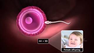 Grade12 Fertilisation amp Implantation2 [upl. by Tips]