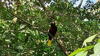 Montezuma Oropendola display and call [upl. by Litch]