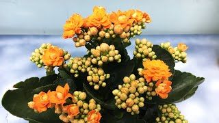 How to grow and care for kalanchoe in pots [upl. by Fagaly532]