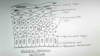 Stratified Squamous Epithelium  Stratified Epithelium  Keratinized and Nonkeratinized Epithelium [upl. by Esinahs862]