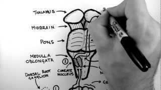 Spinal Pathways 2  Dorsal Column  Medial Lemniscus Pathway [upl. by Radman742]