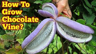 What Is Chocolate Vine How To Grow It  No Dig Organic Allotment amp Polytunnel Garden [upl. by Chadburn620]