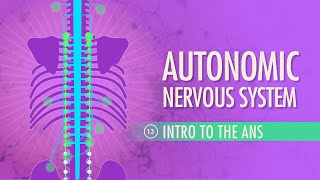 Autonomic Nervous System Crash Course Anatomy amp Physiology 13 [upl. by Norbel235]