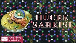 Hücre Organeller Şarkısı [upl. by Oicneserc624]