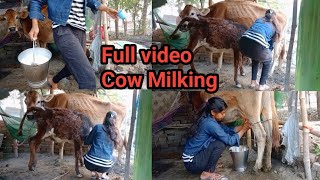 Village Life  Cow Milking By Hand ✋  Beautiful Girl Milking Cow [upl. by Rita]