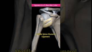 The Ligament of the Shoulder Joint You Need To Know [upl. by Aitsirt]