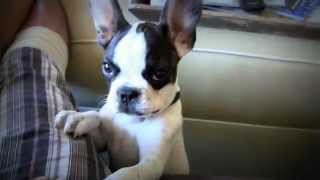 French Bulldog That Can Talk Talking Frenchie [upl. by Lamont]