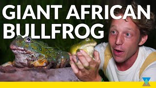 The Largest Frog in Southern Africa [upl. by Tomlinson]