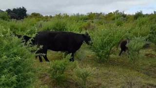 Cows grazing lucern trees [upl. by Anoerb]