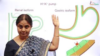 GP 7 Membrane Transport Primary active transporters and ABC transporters [upl. by Hazeefah]