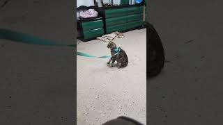 Im harness training my 2yearold cat and hes being so dramatic funny [upl. by Xirdnek213]