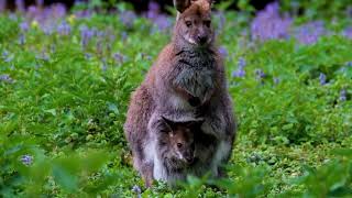 Wallabies The Mini Kangaroos of Australia  Fascinating Wallaby Facts [upl. by Ahtiek149]