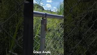 Cell phone pic  approached him slowly I love the color of the throat anole lizard [upl. by Nnyleak431]