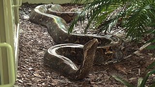 Giant 19 Foot 200 Pound Reticulated Python at Naples Zoo [upl. by Deloris]