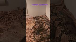 Canebrake Rattlesnake from Texas venomoussnake snakevideo snakespecies snakelovers reptiles [upl. by Lyrad]