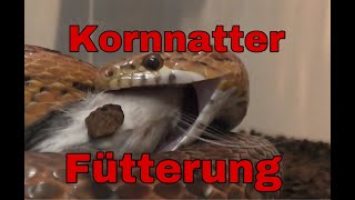 Kornnatter Fütterung  Kornnatter frisst Ratte [upl. by Massimo]