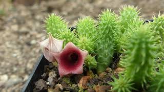 Huernia echidnopsioides Leach Leach [upl. by Bond]