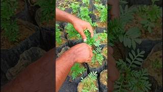 How to grow marigold cutting garden plantation flowers shorts [upl. by Eladnyl]