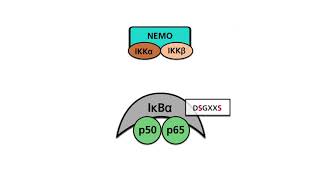 NFκB pathways Part 1 The canonical pathway of NFκB activation [upl. by Berman]