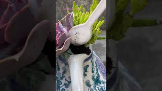 Recycle your old teapots diy succulent succulents plant plants garden gardening recycle [upl. by Ojyma]