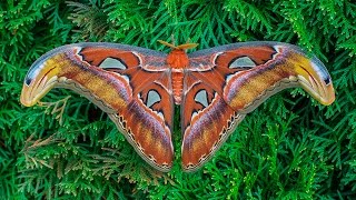 Attacus atlas moth development [upl. by Idolla]