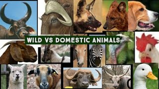 Wild vs Domestic Animals name with picture [upl. by Seraphim]