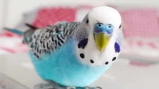 Budgie singing to Youtube Playbutton  Cookie sounds [upl. by Uhej303]