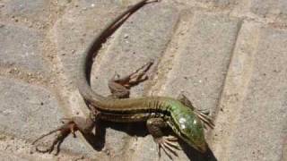 Who am I  Brazilian lizard Calango  Quem sou eu Yep Ameivaameiva [upl. by Adnulahs]