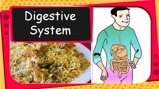 Science  How human digestive system works  English [upl. by Winfred]