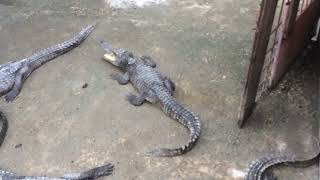 Alligator  Crocodile  Crocodile Eat Food  Crocodile Farm Feeding 4 [upl. by Oiluig]