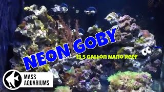 135 gallon Fluval Evo Reef Tank NEON GOBY [upl. by Colston]