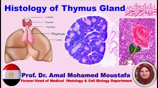 Histology of Thymus Gland prof Dr Amal Mohamed Moustafa [upl. by Gnouc]