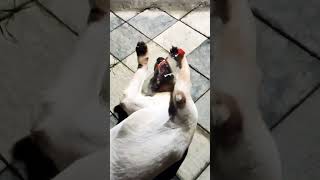 labrador labrador playing labradorretriever doglover youtubeshorts ytshortsindia cute [upl. by Aruam]