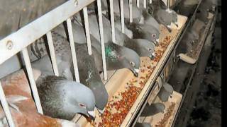 Weed California Pigeon Race Release [upl. by Carpet]