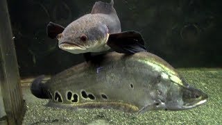 ナイフフィッシュとスネークヘッド（東京タワー水族館）Knifefish amp Snakehead [upl. by Aihseyn]