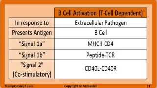 B amp T Cell Activation amp Development Cytokines MHC 1 CD40 TNF B7 IL 2 LTB4 CD4 CD8 [upl. by Polard]