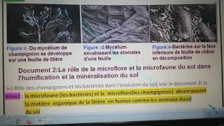 SVT TCsci Activité 5 le rôle des êtres vivants dans lévolution du sol [upl. by Takken430]