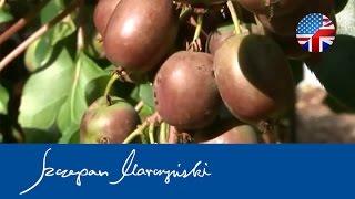 Actinidia KIWI BERRY  species varieties applications  Part 1 [upl. by Angelica]