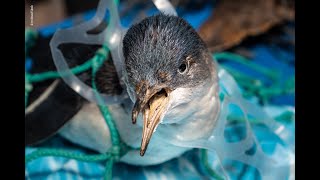 Plastic Pollution is Killing Wildlife  Oceana Canada [upl. by Nilerual]