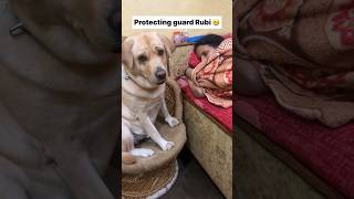 Rubi 😻  labra rubi  youtubeshorts shorts labrador doglover funny cute emotional songs [upl. by Aryajay]