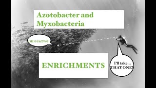 Part 16 Enrichments for Azotobacter and Myxobacteria [upl. by Lysander]