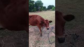 50 litter பால் கறக்கும் பசு 🐮🐄 மாடு [upl. by Burdett]