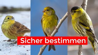 Gelbe Vögel sicher unterscheiden  Goldammer Girlitz Erlenzeisig [upl. by Elizabet]