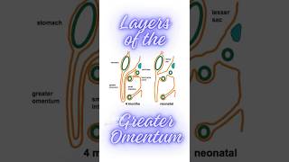 What are the layers of greater omentum Formation of greater omentum shorts peritonealfolds [upl. by Blood504]