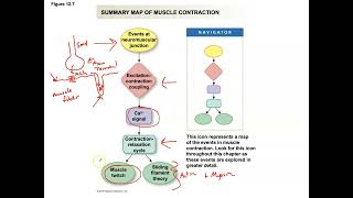 Unit 3 Part 24 Introduction to Skeletal Muscle Physiology [upl. by Kermy146]