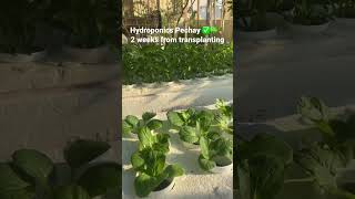 Hydroponics pechay 2 weeks from transplanting shorts gardening hydroponics [upl. by Llenrahc]