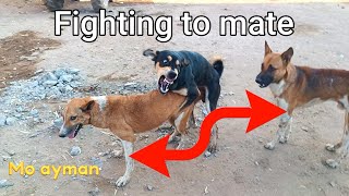 Fighting to mate dogs The Dodo MrBeast animals dogs puppy dog k1 viral cats [upl. by Yraeht]